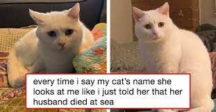 19 Cat And Dog Tweets That Prove The World Isn T The Dumpster Fire You Think It Is Cats Dog Cat Funny Cat Memes