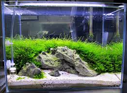 You don't have to fill a tank with hardscaping and plants to aquascape! Glosso Factory On Twitter Fbf John S Crs Nano Tank Freshwatertank Fishtank Aquascape Aquarium Shrimp Crystalredshrimp Neocaridina Crystalblackshrimp Https T Co Jyecdweksr