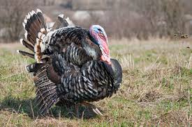 Check spelling or type a new query. The Ultimate Guide To Turkey Identification Turkey Hunting Tips I Liberty Firearms Institute