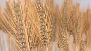 Wheat 3d Model In 2020 3d Model Free Textures Low Poly 3d Models