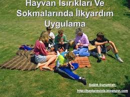 Hayvan Isiriklari Ve Sokmalarinda Ilkyardim Uygulama Hayvan Bilgi Uygulamalar