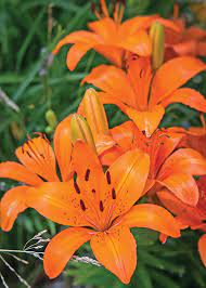Hemerocallis fulva tawny daylily orange daylily tiger daylily ditch lily daylilies most of us refer to the flowers in this picture as an orange lily or a tiger lily but some people call this day lily a ditch lily blackberry lily iris domestica syn belamcanda chinensis. Hardy Lily Asiatic Matrix Orange Degroot
