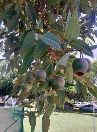 Image result for Vepris reflexa