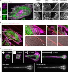 Simple tricks on unlocking a 2000 plus printer 40 rubber stamp in minutes. Complementary Mesoscale Dynamics Of Spectrin And Acto Myosin Shape Membrane Territories During Mechanoresponse Nature Communications
