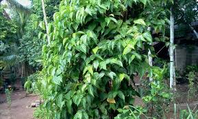 Ia merupakan pokok setinggi 30 meter dengan batang yang bewarna kelabu dan bersisik. Santai Lepas Balik Kampung Untuk Cuti Eratuku