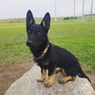 Corgi German Shepherd Mix: 10 Facts On The Corman Shepherd ...