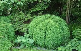 Buxus Sempervirens Buchsbaum Der Kurbis Ist Fertig Formschnitt Garten Europaischer Garten Buchsbaum