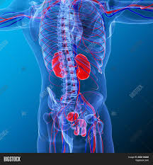 Check spelling or type a new query. Kidneys Pair Organs Image Photo Free Trial Bigstock