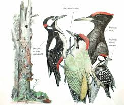 E' vero che i nidi del picchio nero sono molto particolari? Sapete Distinguere Le 4 Specie Di Picchio Curioso Trapano Dei Nostri Boschi Laboratorio Valsusa