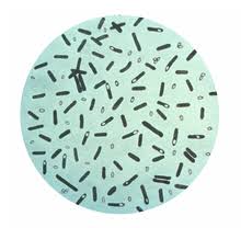 Complications and adverse reactions with the use of botulinum toxin. Clostridium Botulinum Wikipedia