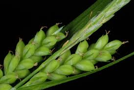 Image result for Carex steudneri