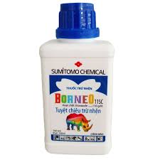 Borneo 11SC