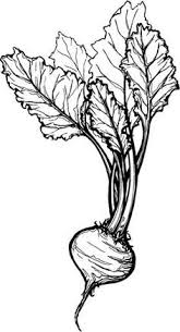 Beetroot Drawing Fruit Sketch Fruit Painting Fruit Art