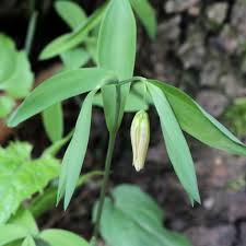 Image result for Clutia sessilifolia