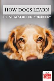 How Dogs Learn The Complete Dog Psychology Good Doggies Online Dog Psychology Dog Training Dog Care