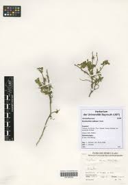 Image result for Dyschoriste radicans