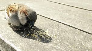 Burung pipit atau dengan nama lainnya burung finch adalah jenis burung kecil berparuh pendek dengan ukuran tubuh sekitar 17 cm saja. Mus Burung Remah Remah Roti Membawa Burung Pipit Paruh Makanan Binatang Pikist