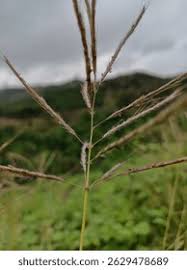 Image result for Dichanthium