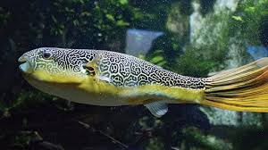 Tetraodontidae terdiri dari sedikitnya 121 spesies ikan buntal yang terbagi dalam 20. Ikan Buntal Pisang Beracun Namun Bergizi Tinggi Greeners Co