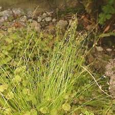 Image result for Isolepis sp.no.1