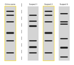 It's based on further , as the polymorphisms are inheritable from parents to children , dna fingerprinting is the basis of paternity testing , in case of disputes. Dna Fingerprinting