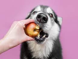 . l'expérience de croquer dans une pomme ou boire un café ! Peut On Donner De La Pomme A Son Chien