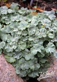 Image result for Alchemilla microbetula