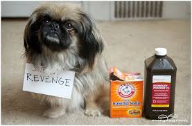 3 Natural Homemade Cleaners To Remove Pet Stains Odors Remove Pet Stains Pet Stains Cleaners Homemade