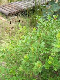 Image result for Searsia refracta