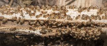 Maybe you would like to learn more about one of these? Termite Exterminator Gilbert Termite Control