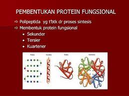 We would like to show you a description here but the site won't allow us. Ppt Sintesis Protein Powerpoint Presentation Free Download Id 4331823