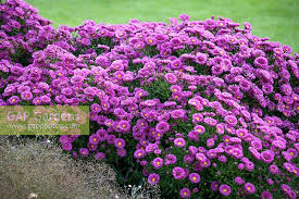 Image result for Asters `Jenny