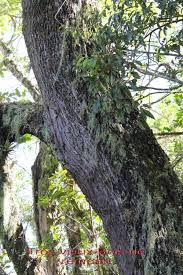 Image result for Agarista salicifolia