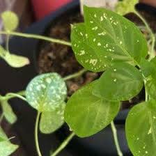 Image result for Hypoestes cancellata