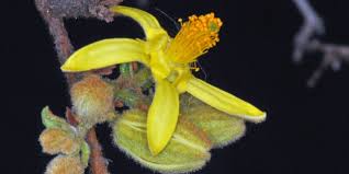 Image result for Grewia holtzii