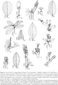 Image result for Nectaropetalum carvalhoi