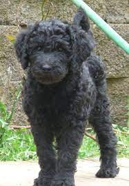 Maybe you would like to learn more about one of these? 7 Black Miniature Labradoodles Ideas Cute Dogs Cute Puppies Dogs And Puppies
