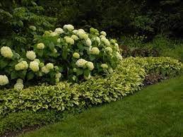 Hydrangeas are a favorite in our zone 7b garden in denver, north carolina. Hydrangeas With Hosta Border I Like The Idea Of Making The Border Wavy So You Can Plant Something Else In Hydrangea Landscaping Outdoor Gardens Shade Garden