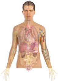 To survive and reproduce, the human body depends on important bodily organs to perform certain vital functions. Human Body Anatomy Basics No Lines Clip Art At Clker Com Vector Clip Art Online Royalty Free Public Domain