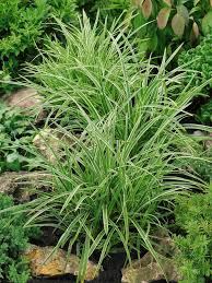 Image result for Carex