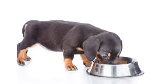 how much to feed a miniature dachshund puppy food type to