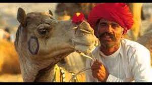 Charli xcx) i crashed my car into the bridge. sounds an awful lot like i crash my camel toe bridge. I Crashed My Camel Into Bridge I Love It Parody Youtube