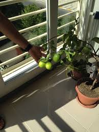 Limon vermesi için ağacı aşılanıyor mu? Saksida Limon Yetistiren Var Mi