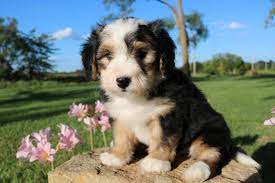 We did not find results for: Black Tri Mini Bernedoodle Dayton New Jersey