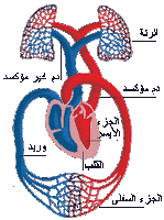بحث حول الدورة الدموية الصغرى والكبرى الموسوعة المدرسية Blog Posts Peace Symbol Blog