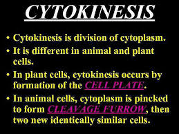 We did not find results for: Cell Division All Complex Organisms Originated From