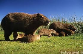 Check spelling or type a new query. Carpincho Capivara Capibara O Chiguiro Con Sus Crias Hydro Fototravelfototravel