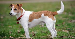 Jack Russell Terrier Pdsa