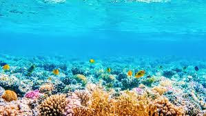 It means they lack certain chemicals that have been demonstrated to pose a hazard or threat to a number of ecological communities. The Truth About Reef Safe Sunscreen