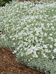 Image result for Cerastium indicum